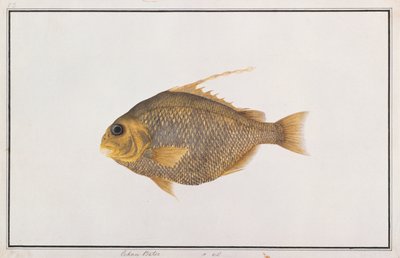 Pesce vanga, da Disegni di pesci di Malacca, c.1805-18 da Chinese School